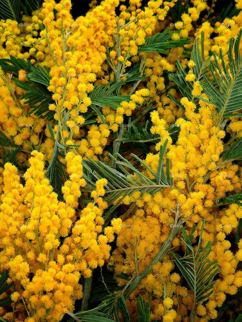 Flowers.  The first flowers of spring.  Bushes of yellow mimosa