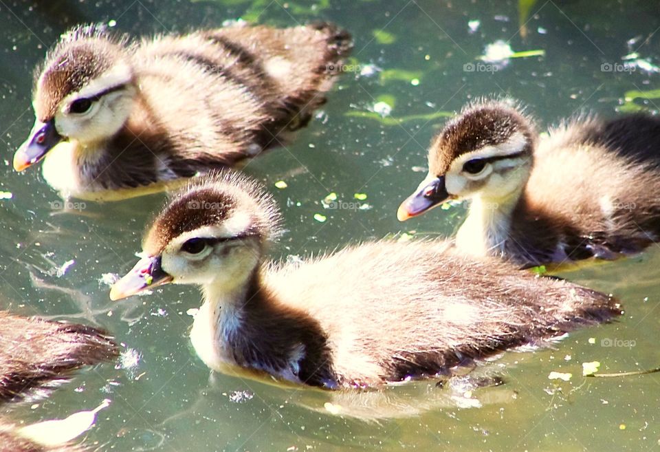Beautiful, little wood duck babies swimming in the sunshine. These little cuties were happily hanging out in the pond with their Mom and siblings. 