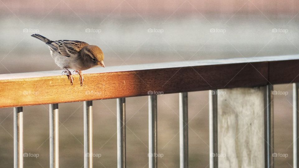 Gorrión 
Sparrow