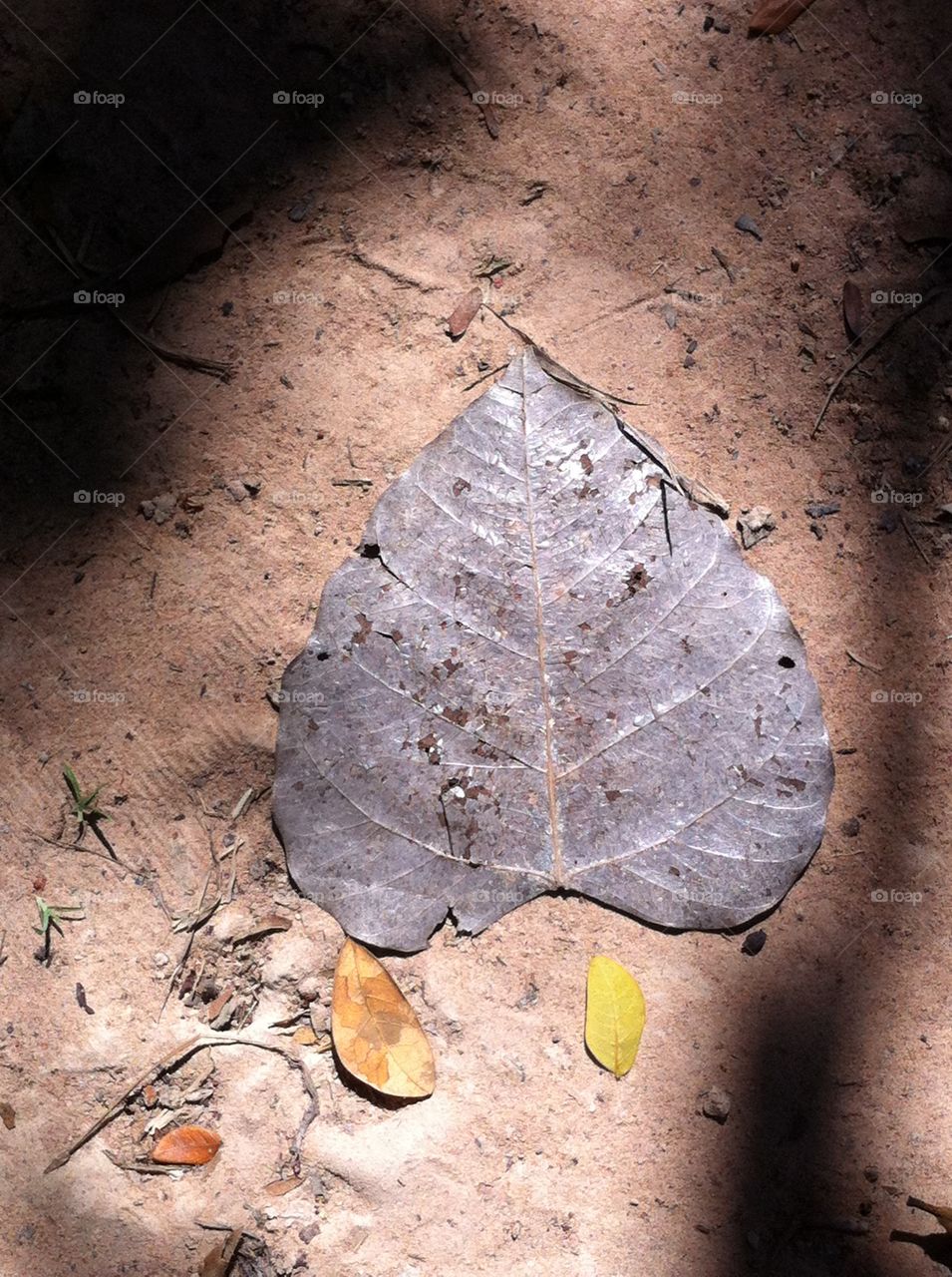 Heart leaf. Heart leaf on the floor.