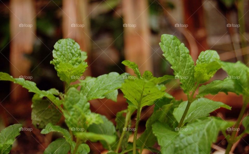 garden herbs nature plant by Petalskull