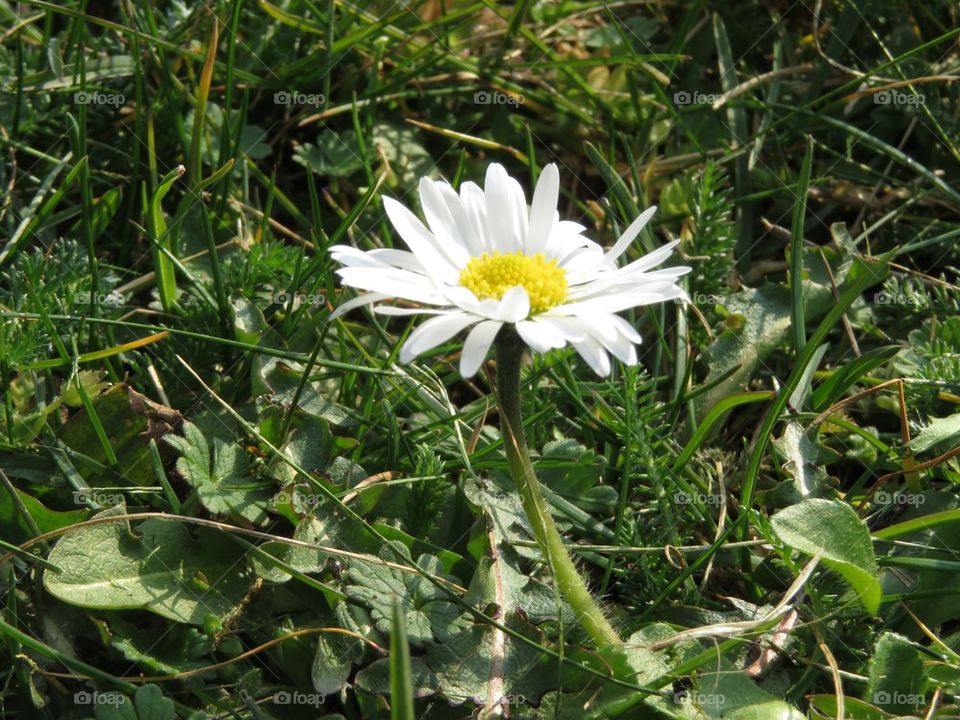 A daisy flower in bloom