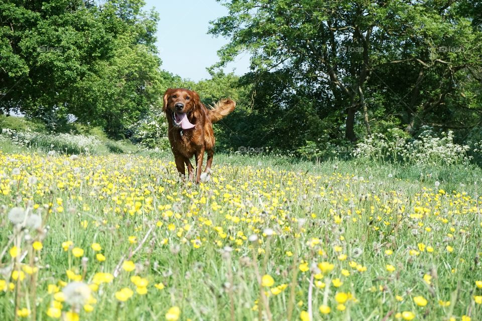 Quinn One .. Red Setter running in a meadow full of wild Spring flowers ...