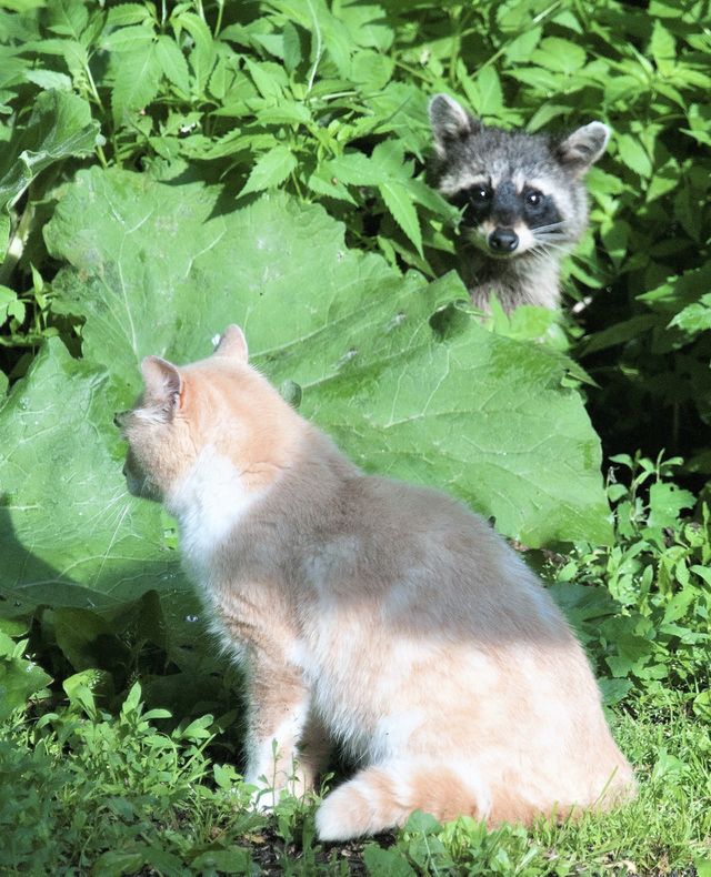 Cat and raccoon looking at each other 