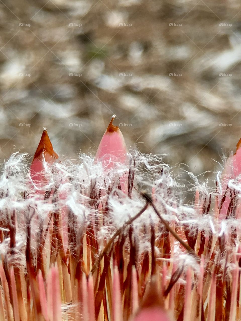 Tropical fluffy flowers blurred background pink hues 