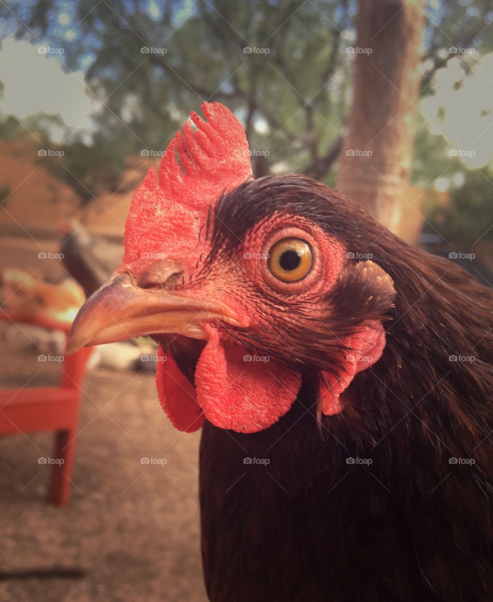 Pet Rhode Island Red hen closeup profile