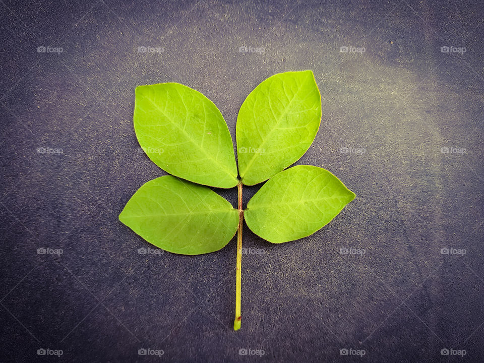 A closeup shot of a green leaf on a dark background