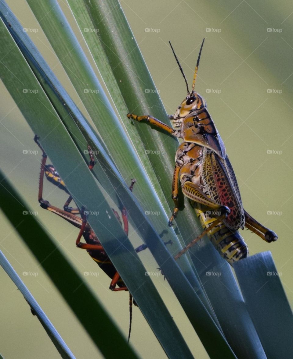 Grasshoppers crossing paths