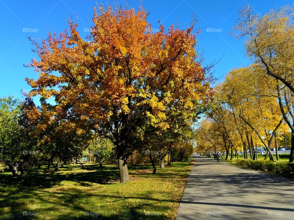 Trees changed their dress for autumn