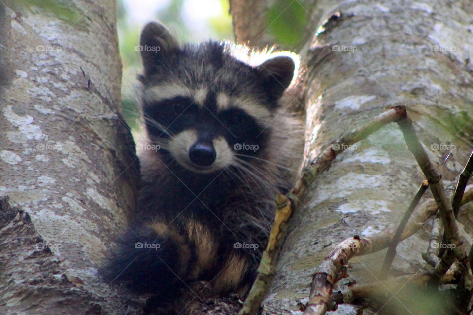 The crows were going crazy in my back yard yesterday pestering this adorable baby raccoon trying desperately to take a nap. The little cutie eventually found a spot in a secluded and tiny nook & settled down for a snooze.🦝