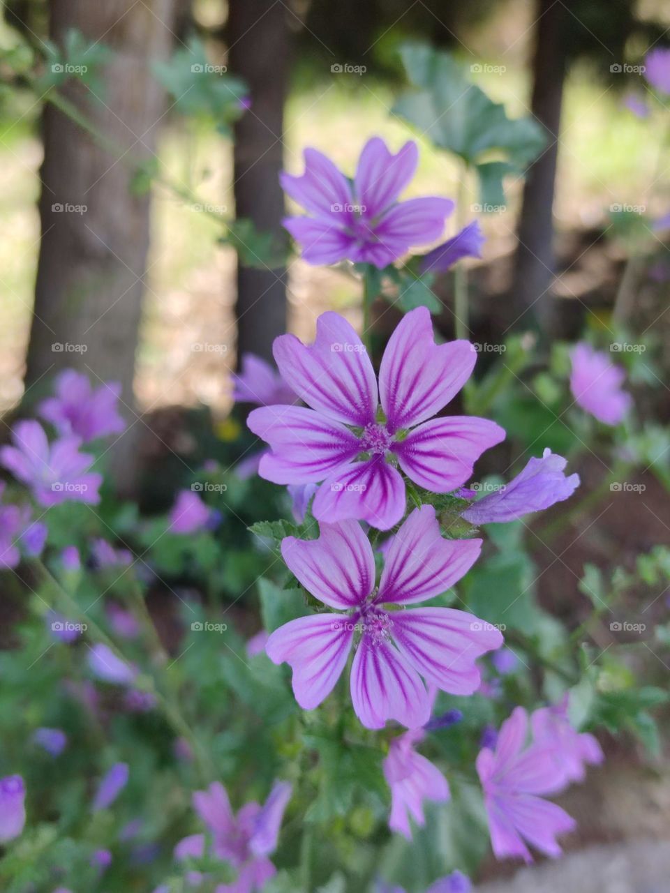 malva silvestre