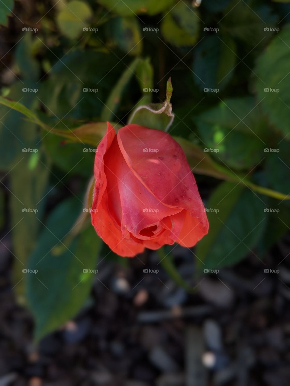 Baby roses are red too