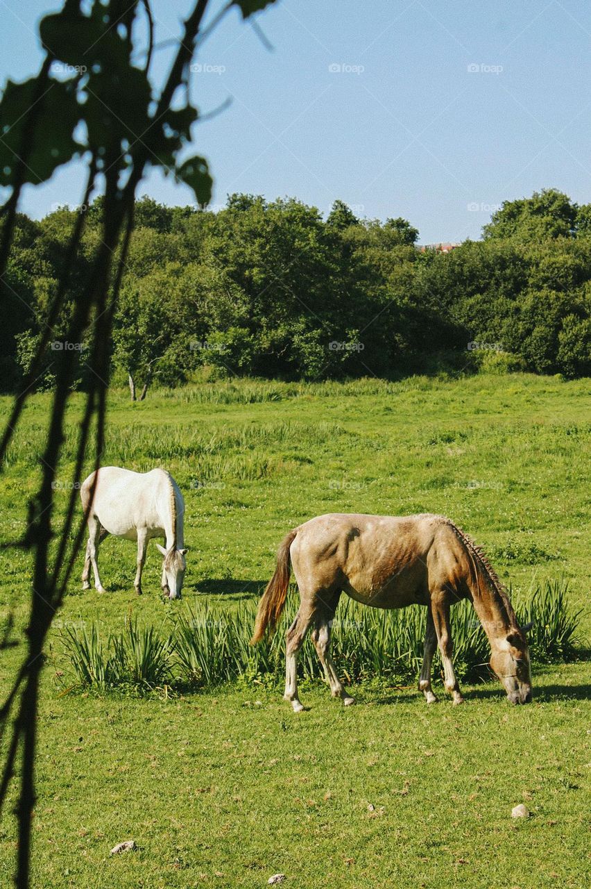 beautiful horses