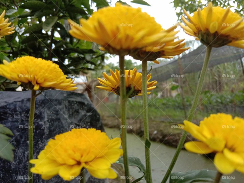 yellow flowers