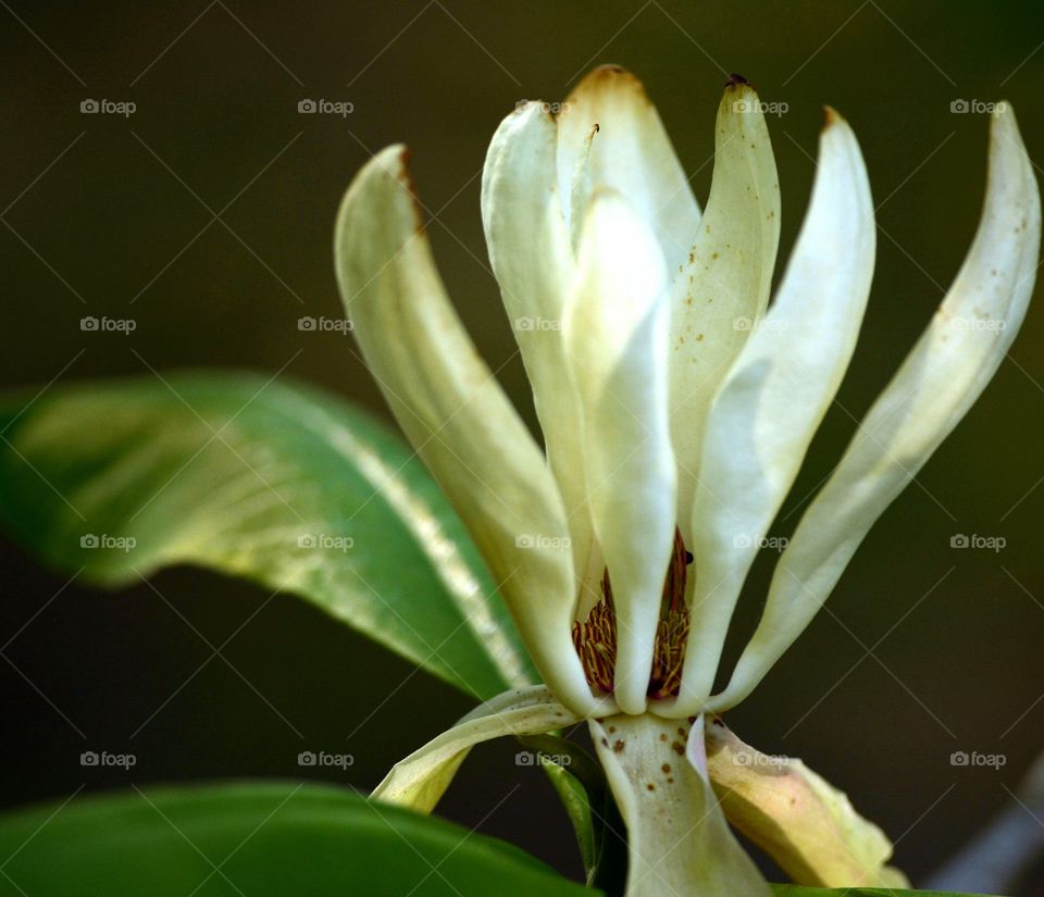 Magnolia Bloom . Wild Magnolia blooming