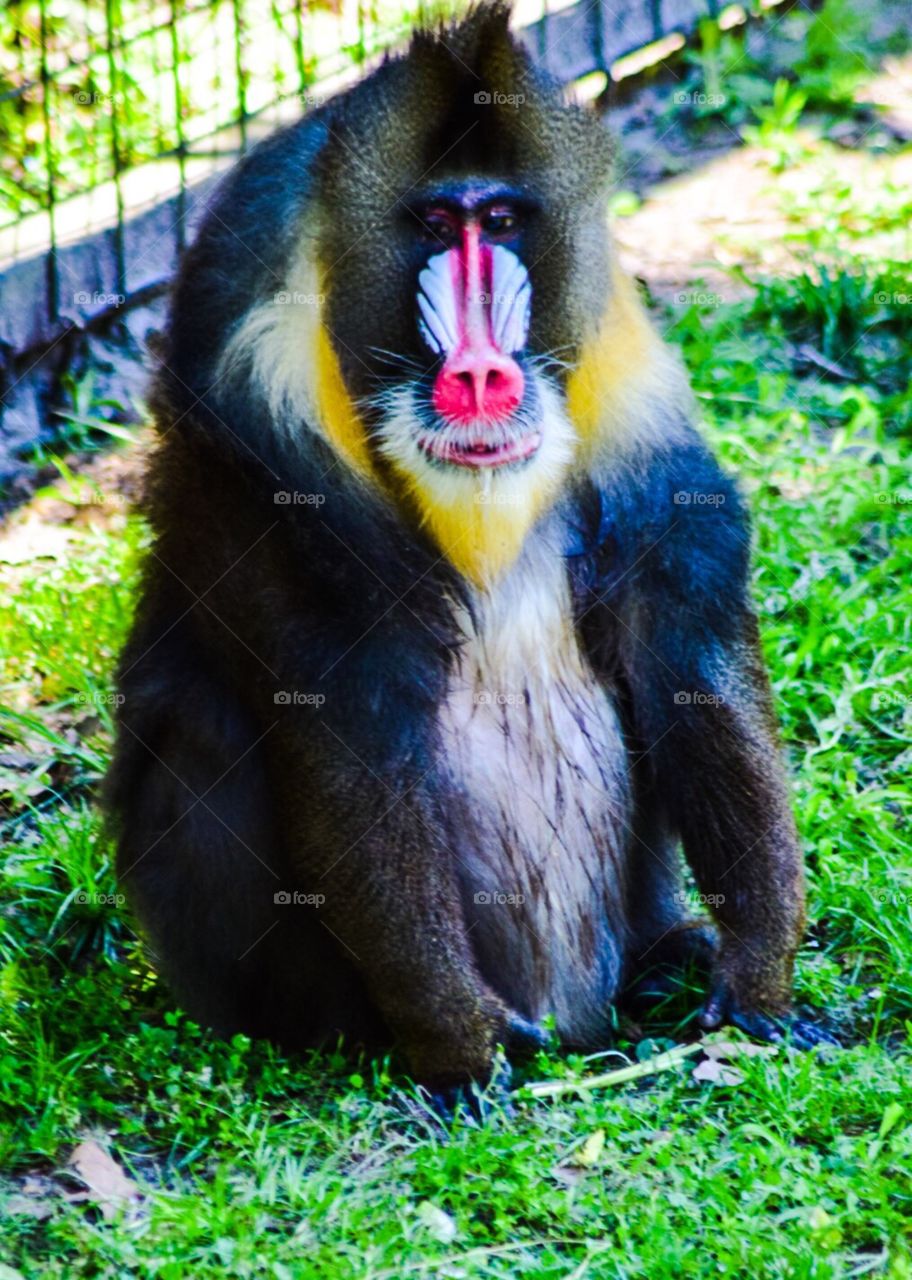Mandrill 