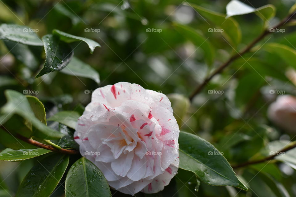 Rain drenched flower