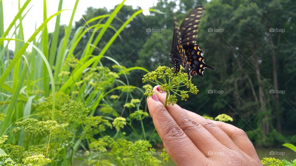 butterfly. butterfly