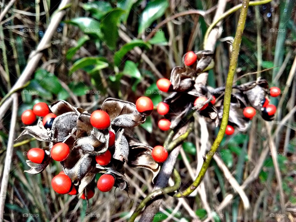 Wild red fruits
