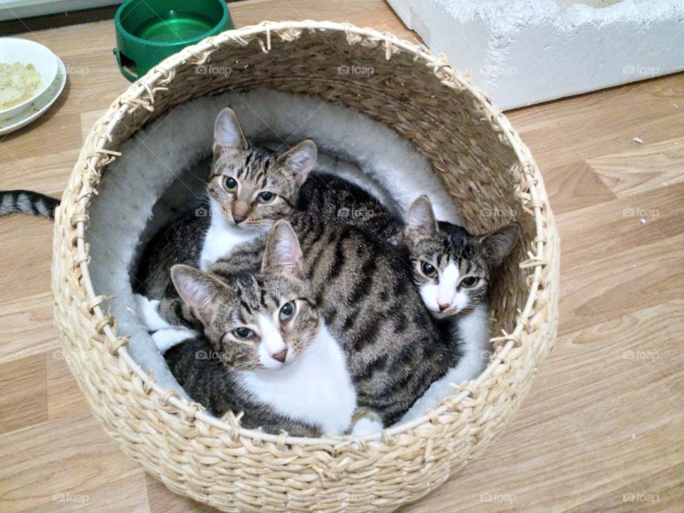 Kittens