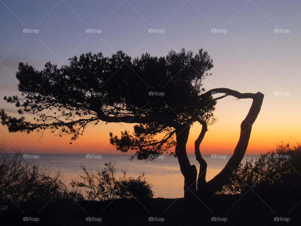 beach ocean tree sunset by ggr