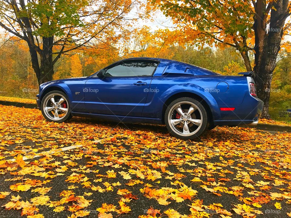 ‘06 Mustang GT in the Fall Leaves