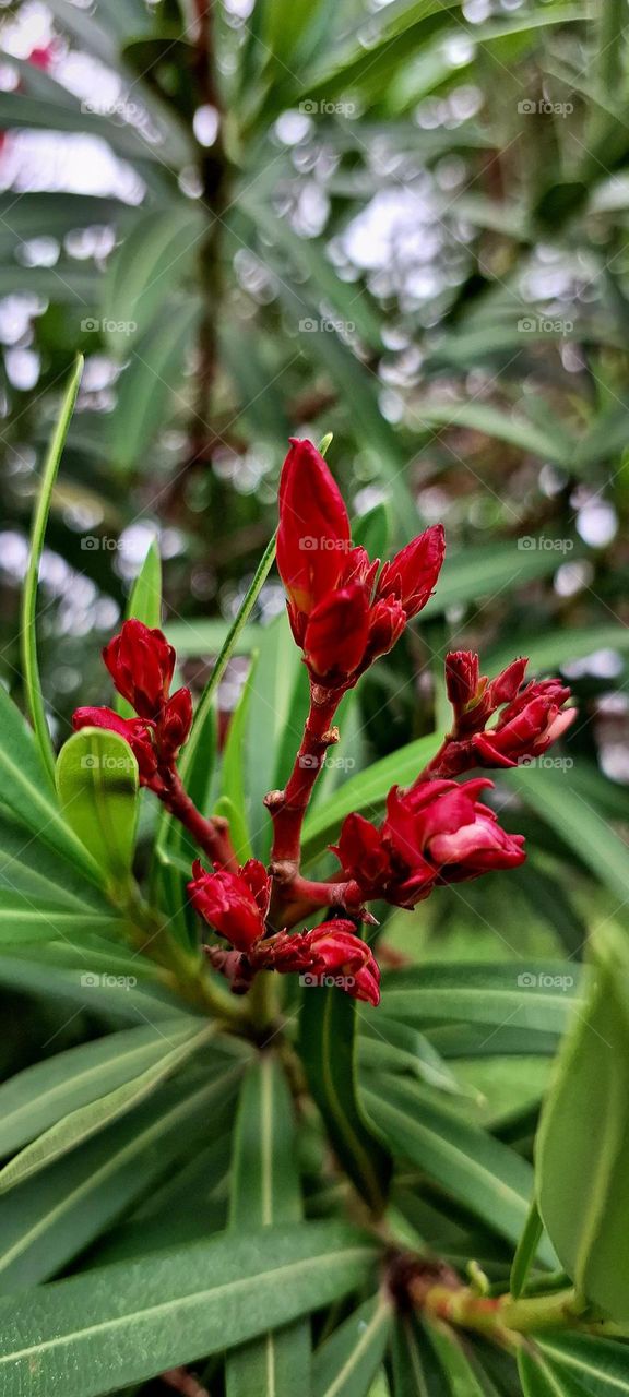 Arali flowers