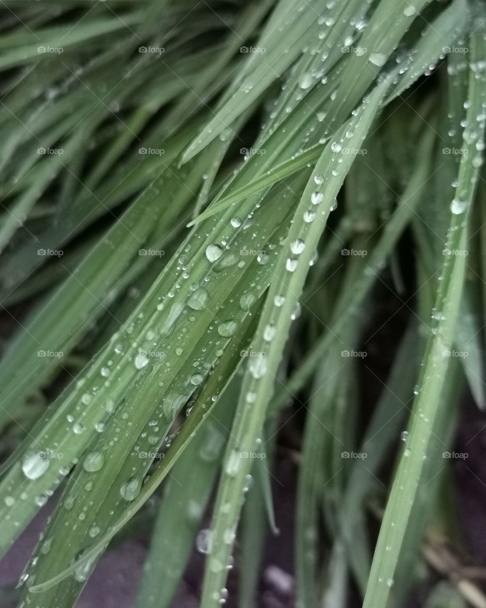 Herbs grass nature view eco focus day part sun sunny travel Light reys trip form plant part shades shape beauty greens outdoor freedom happy happiness