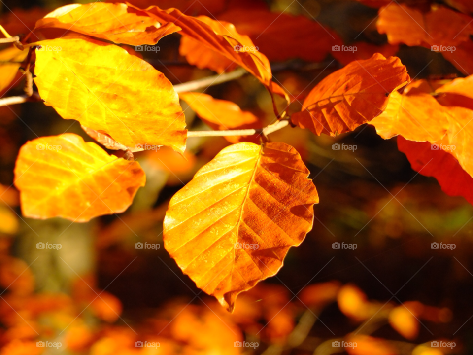 leaves autumn gold autumn sun by SirBluto