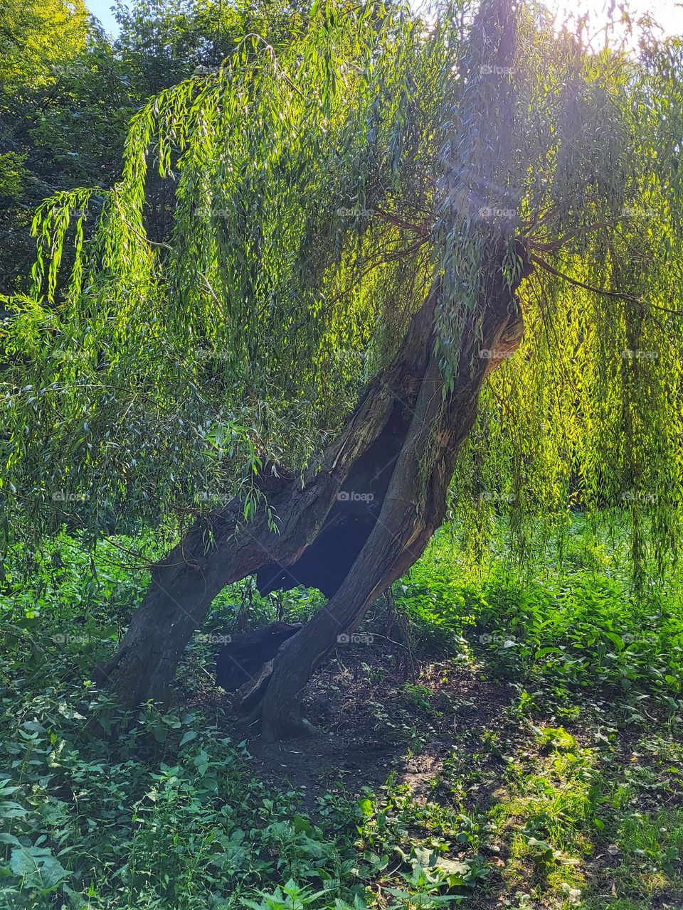 A tree with a  broken trunk  grows again to a magical beautiful tree with a 💚 between the two trucks.