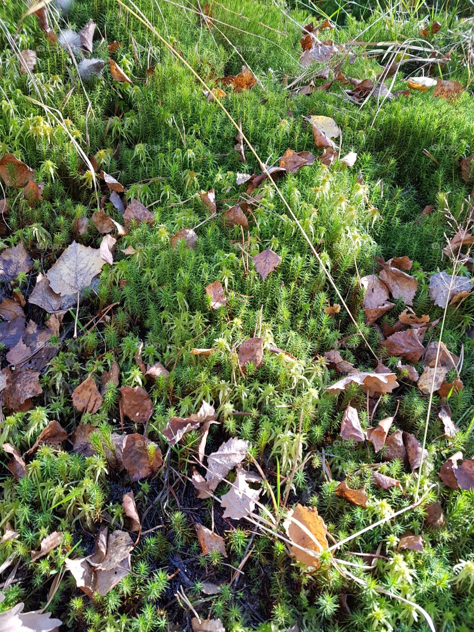 autumn moss