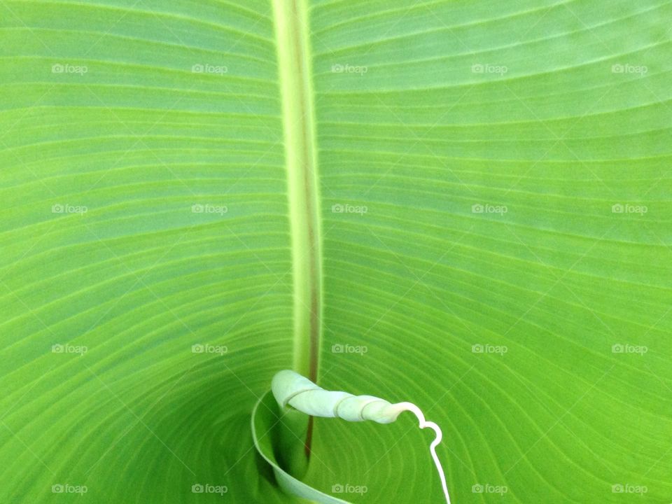 Banana leaf. Banana leaf in the walled garden. Brockwell park