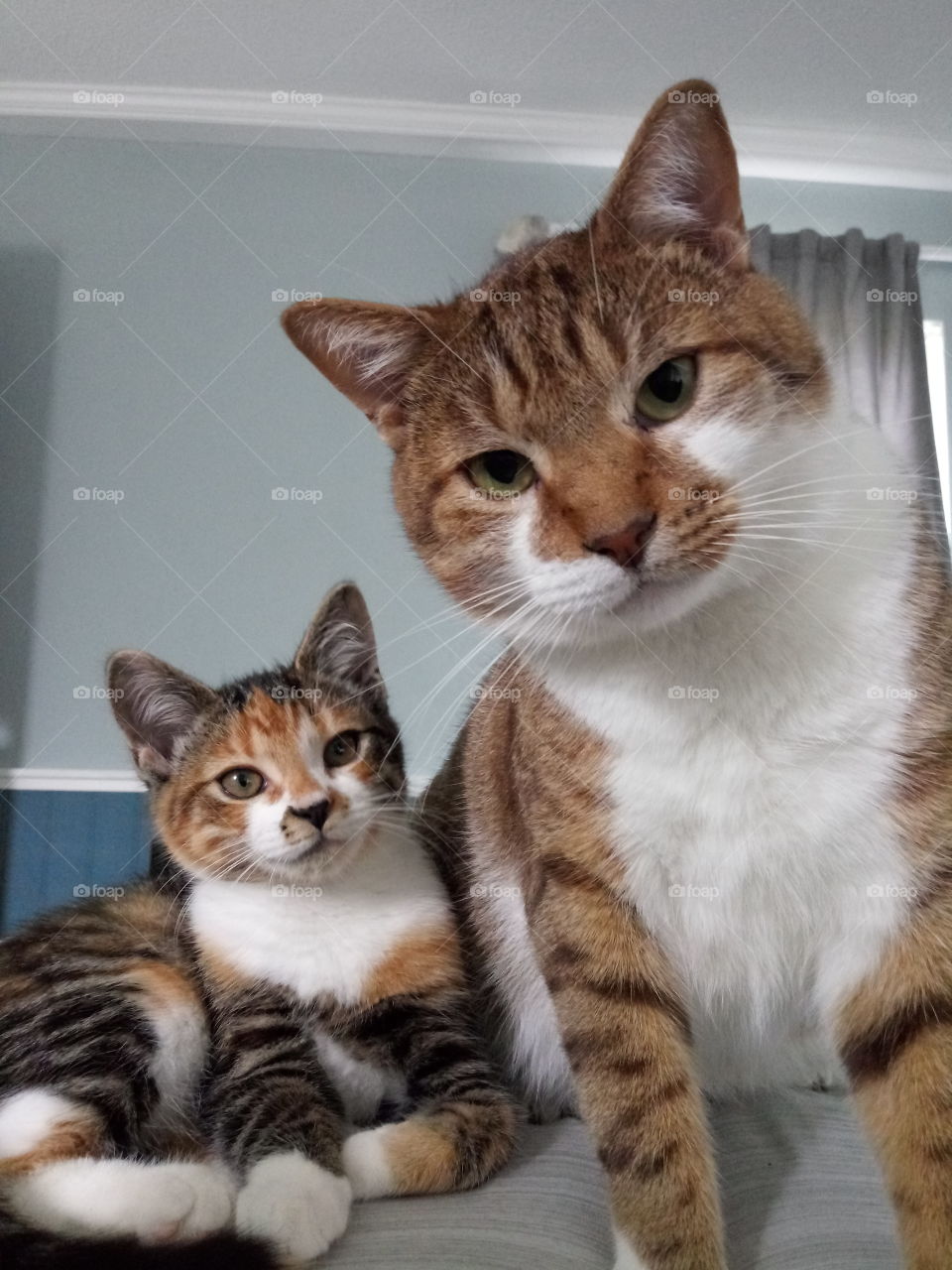 two pet tabby cats