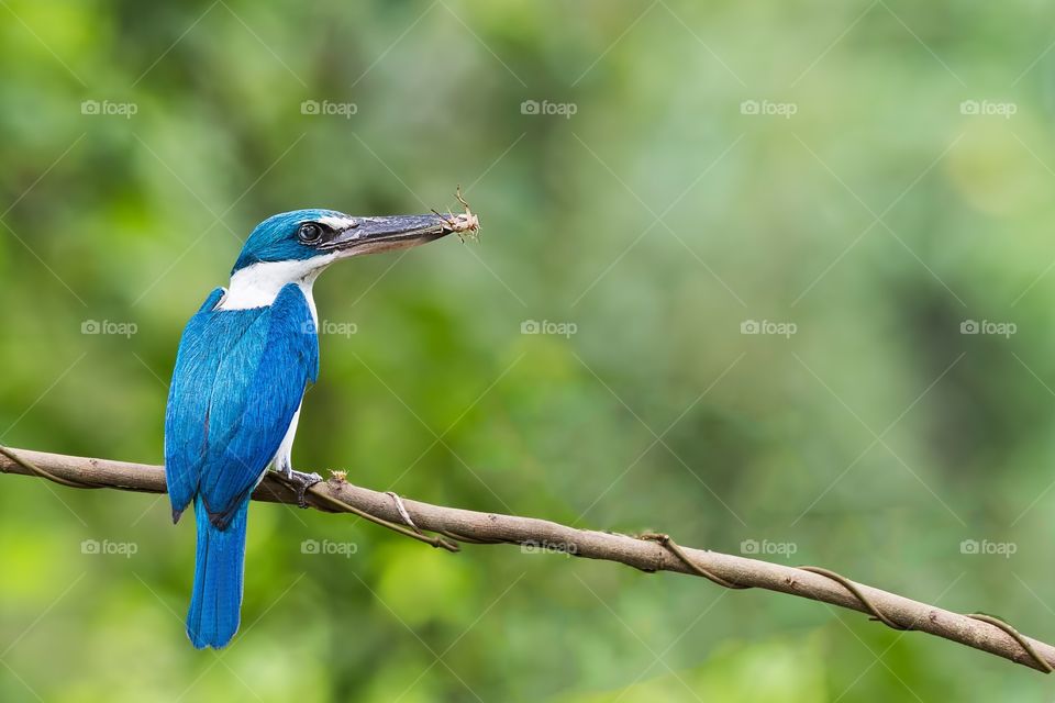 Collared Kingfisher with Cricket 