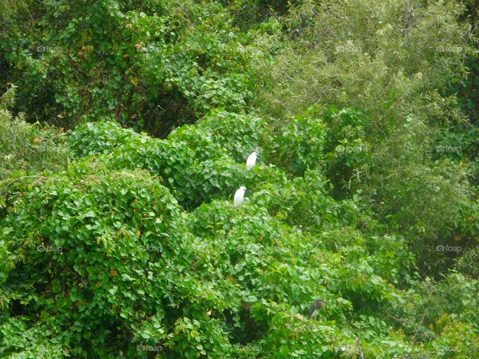 Green bushes and trees