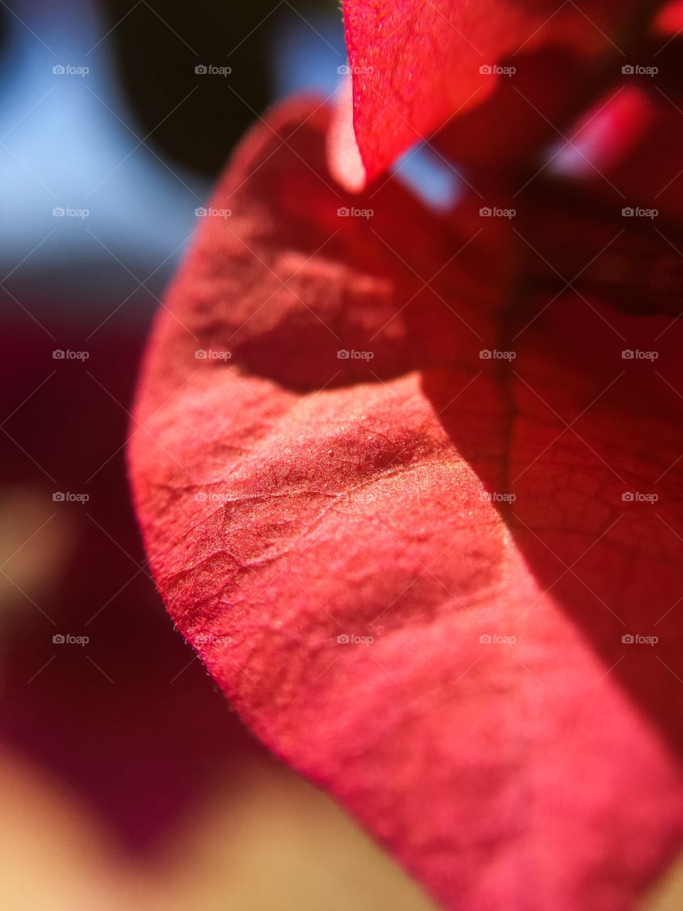 Sky through a bungaville leaf