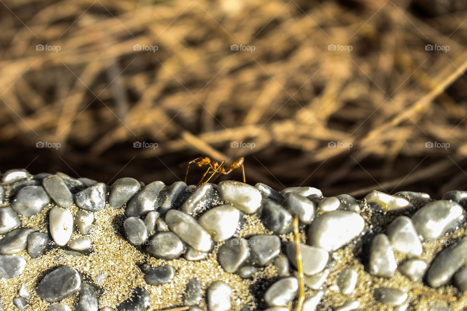 Small ant with bokeh by necromacy