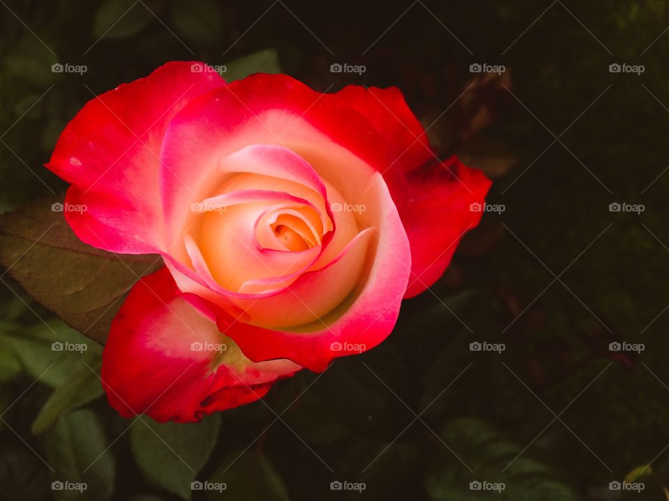 macro rose