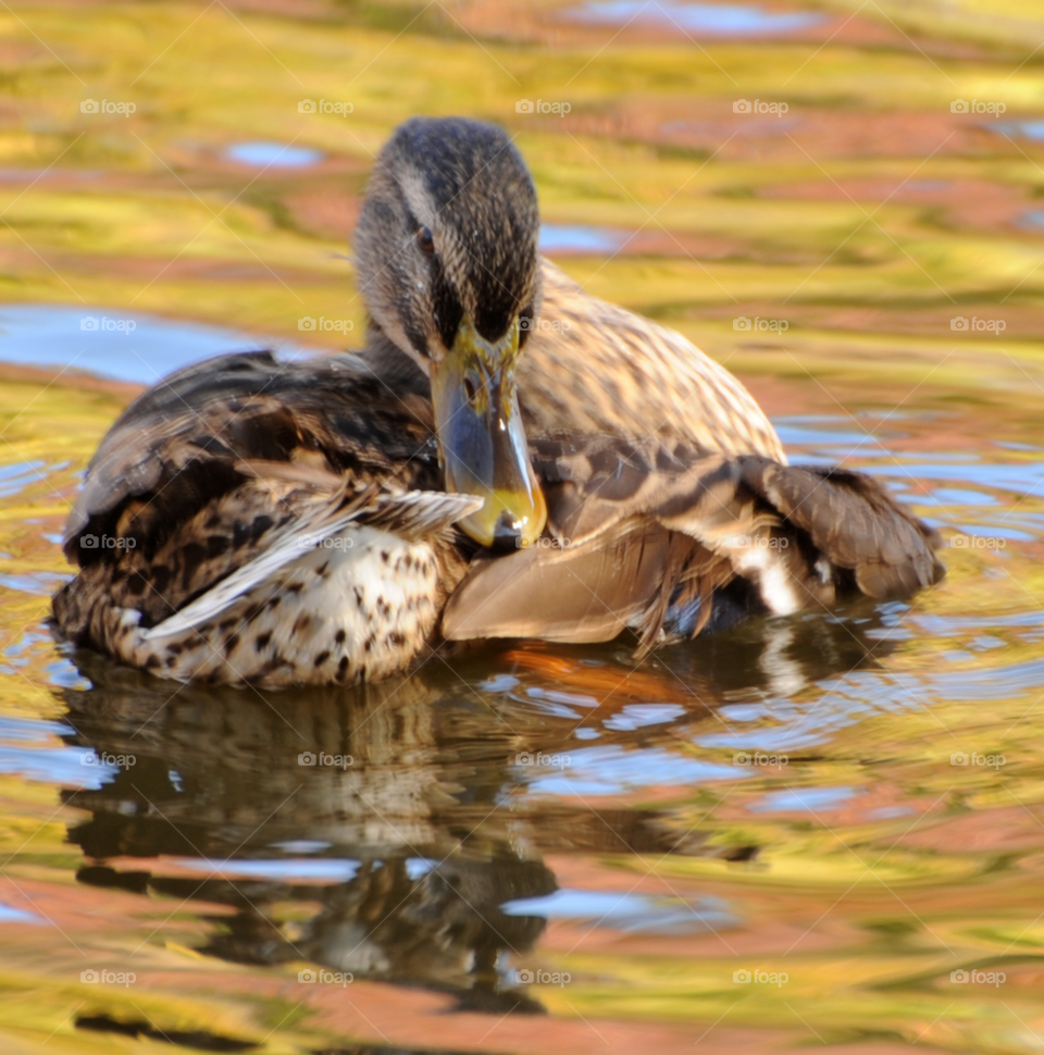 swim duck bath hen by lightanddrawing