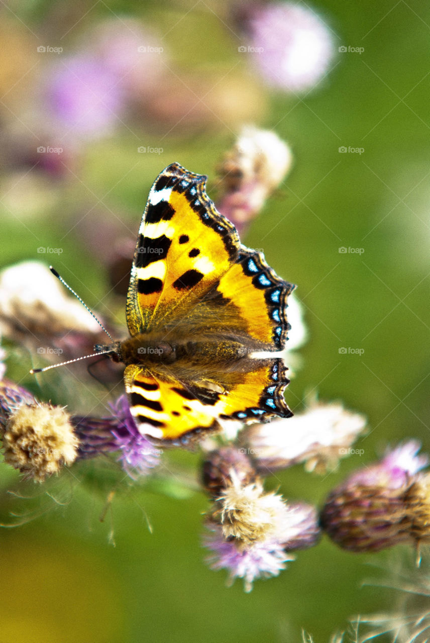 nature butterfly by AS74