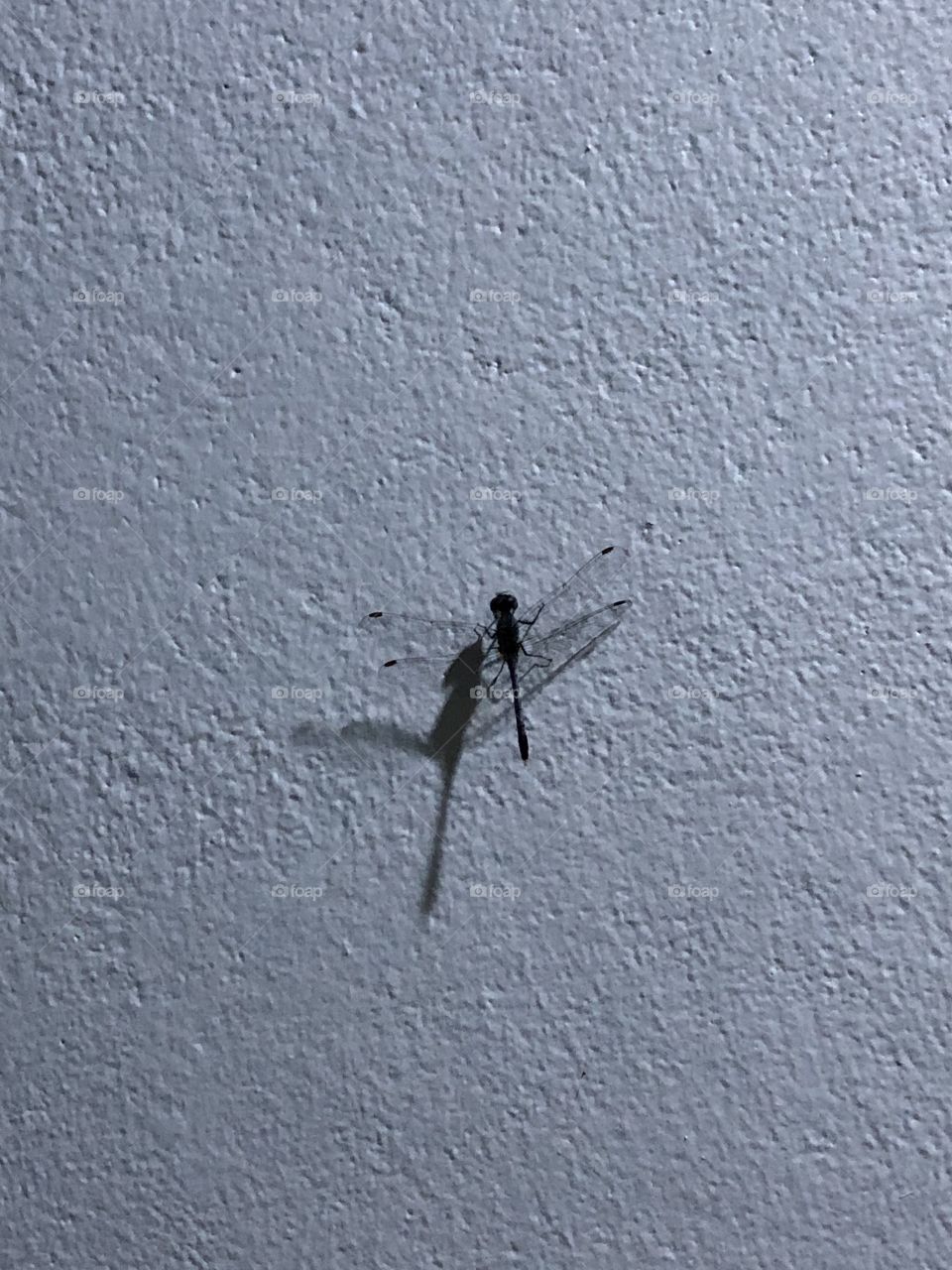 Dragonfly around us,in my house ( Countryside)