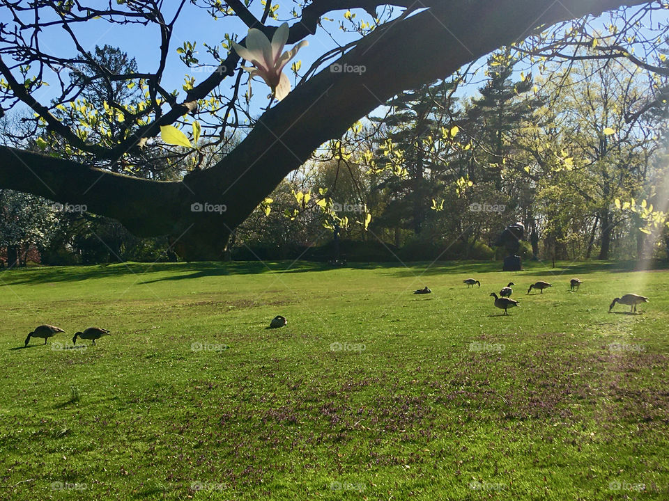 Field of geese in late afternoon, springtime, tree branch in foreground, Roslyn Harbor, NY