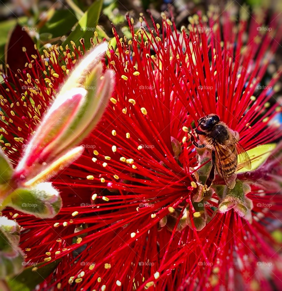 Flora And Fauna Foap Mission! Macro Shot Of A Bee Feeding On The Sweet Nectar Of A Bright Red Bottle Brush Bloom!