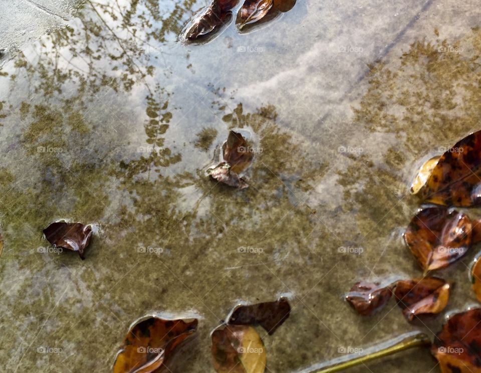 Reflection of trees in a puddle during fall