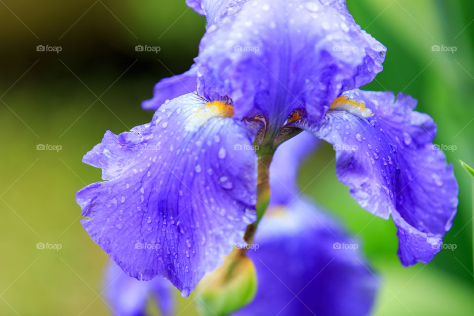 Detail of a purple Iris flower