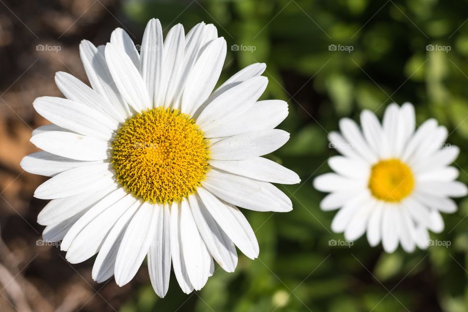 Horizontal closeup photo of two white and yellow daisies with one out of focus and one in focus