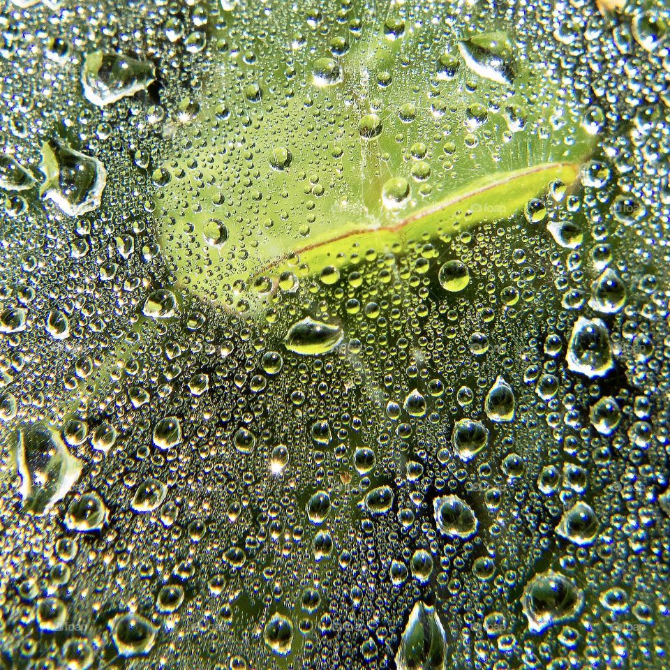 A spider’s web covered with rain drops with a leaf beneath 