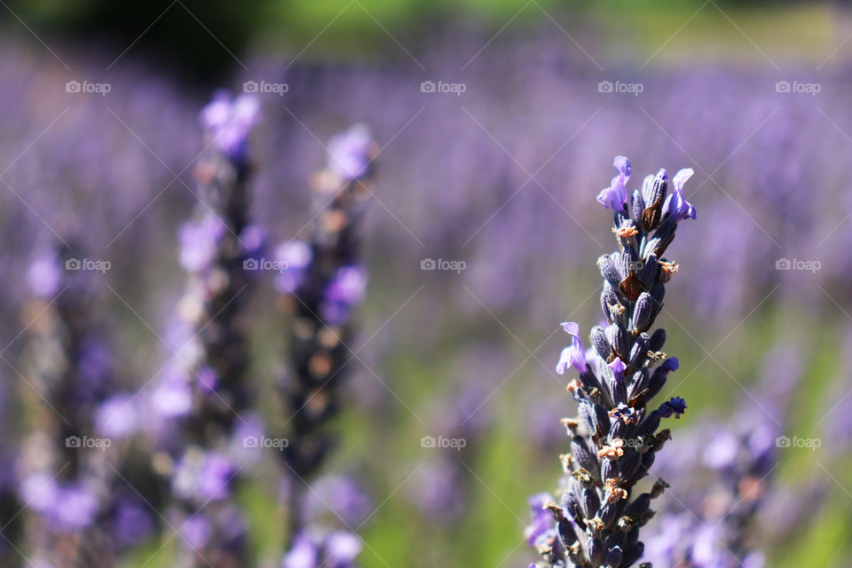 Lavender at a Lavender Farm in Sequim, Washington