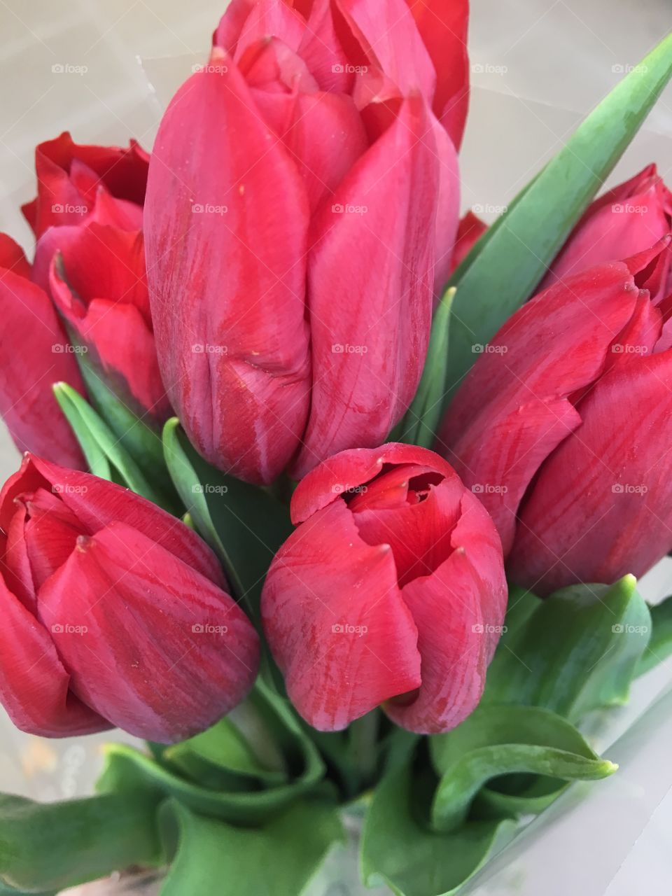 Red tulips 