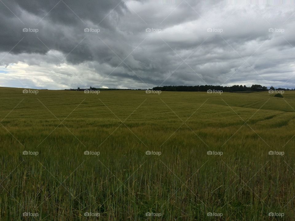Landscape, No Person, Wheat, Pasture, Agriculture